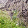 Plants: image 65 Of 208 Thumb